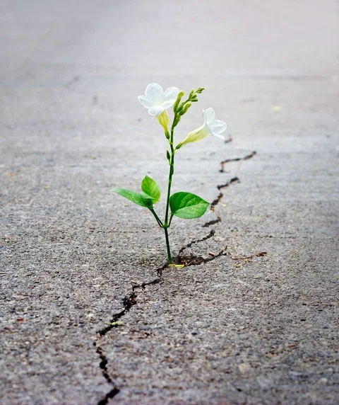 A seedling growing up through a crack in tarmac